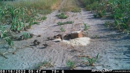 081622 - F18 - 20 quail.jpg