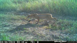 080622 - F33 - Bobcat.jpg