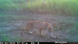 080622 - F33 - Bobcat2.jpg