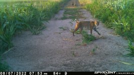 080722 - F1 - Bobcat & 3 ph.jpg