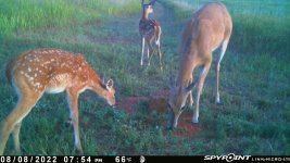 080822 - F14 - Doe & 2 fawns.jpg