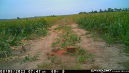 080822 - F31 - 2 qu with 8 chicks.jpg