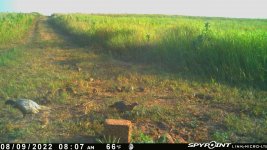 080922 - F15 - Rooster-Hen-12 quail.jpg