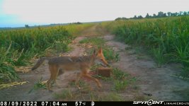080922 - F31 - Coyote.jpg