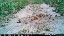 073122 - F18 - 2 Adult quail & 22 chicks.jpg