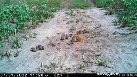 073122 - F18 - Quail-2 adults-18 chicks.jpg