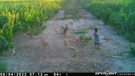 080422 - F1 - Rooster-2 Hens-4 older chicks.jpg