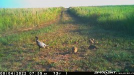 080422 - F15 - Rooster-2 Hens-Dove-Quail with 12 chicks.jpg