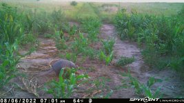 080622 - F21 - Armadillo.jpg