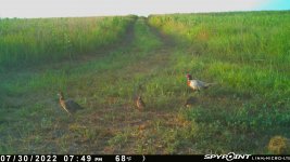 073022 - F15 - Rooster-2 Hens-4 Quail.jpg