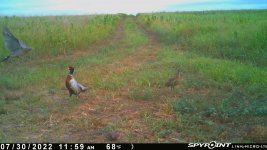 073022 - F15 - Rooster-Hen-2 Dove.jpg