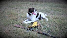 Mick Grand dog resting with gun and bird1 (1).JPG Mick Grand dog resting with gun and bird1 (1).JPG