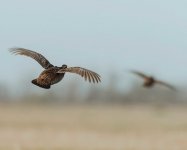 Guide-to-Hunting-Prairie-Chickens-in-Kansas-3-1600x1290.jpg