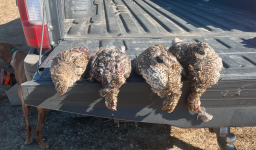 Screen Shot 2022-09-11 at 12.55.55 PM.png