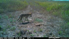 092022 - F21 - Coyote.jpg