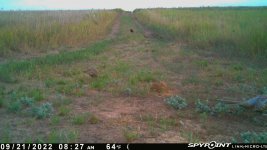 092122 - F15 - 7 pheasant.jpg