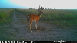 082522 - F01I - 10 pt buck.jpg