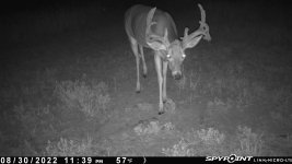 083022 - F2 - 11 pt buck.jpg