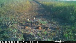 090522 - F21 - 10 quail.jpg