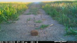 081822 - F1 - 4 older ph chicks.jpg