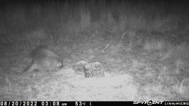 082022 - F4 - Porcupine.jpg