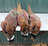 Screen Shot 2022-11-06 at 1.47.43 PM.png