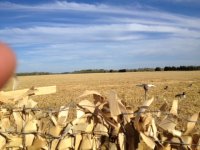 Garys Field 2013 .JPG