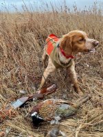 Another retreive.jpg