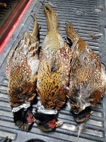 11-20 birds tailgate.jpg