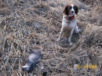 Maggie first prey Oppossum 11-21-22.JPG