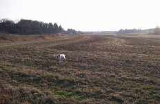 Maggie in field to steves 11-22.JPG