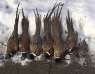 1A54CF90-D228-4A35-BEF1-26E5AFA55127_1_201_a.jpeg 1A54CF90-D228-4A35-BEF1-26E5AFA55127_1_201_a.jpeg