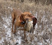 22608663-69E0-4171-A588-7248FFF6744C_1_201_a.jpeg 22608663-69E0-4171-A588-7248FFF6744C_1_201_a.jpeg