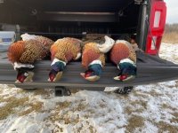 12-1-22 roosters.jpg