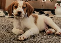 Doc,   Prince of dogdom in his own kingdom.jpeg