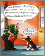 dog training perspective.png