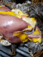 fat - neck, with shot in breast.jpg