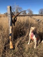 Winchester 101-70.jpg