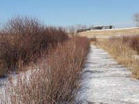 shrubs with fritz.jpg