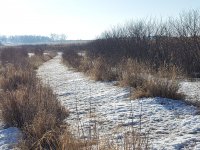 shrubs in winter.jpg