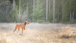 RedRyderpointing glamor.jpg