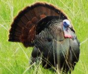 Gobbler_May11.png