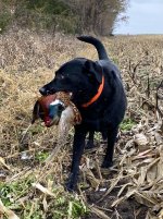 Dixie with pheasant.JPG