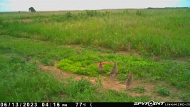 061323 - F30S - 6 ph chicks & 1 quail.jpg