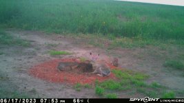 061723 - F0-1MI - 2 cottontails & 1 jackrabbit.jpg
