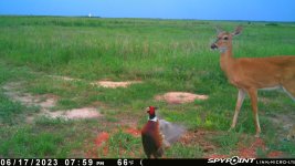 061723 - F15MI - Rooster & Doe.jpg