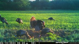 061923 - F4D - 6 Turkeys.jpg