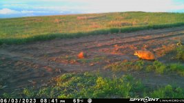 060323 - F21S - Badger.jpg