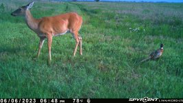 060623 - F33N - Doe & Rooster.jpg