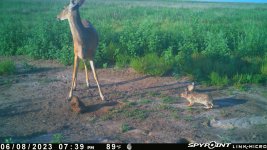 060823 - F01MI - Quail, Doe, & Rabbit.jpg